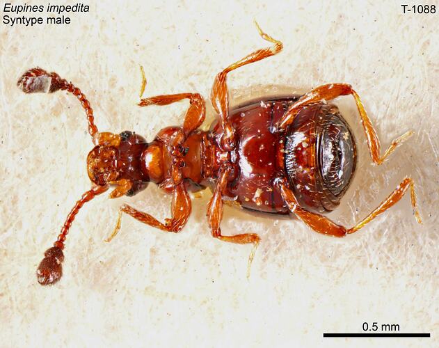 Beetle specimen, male, ventral view.