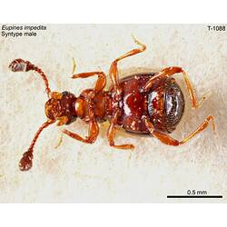 Beetle specimen, male, ventral view.