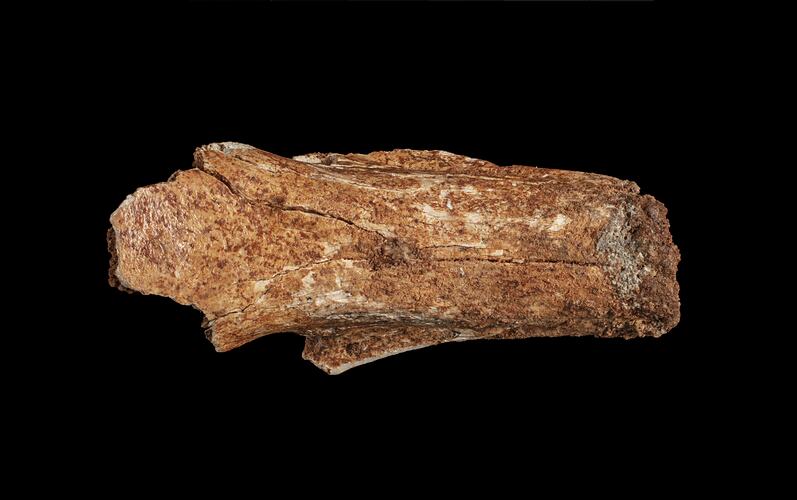 Fragment of fossilised bone.