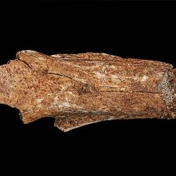 <em>Megalibgwilia owenii</em> (Krefft, 1868)