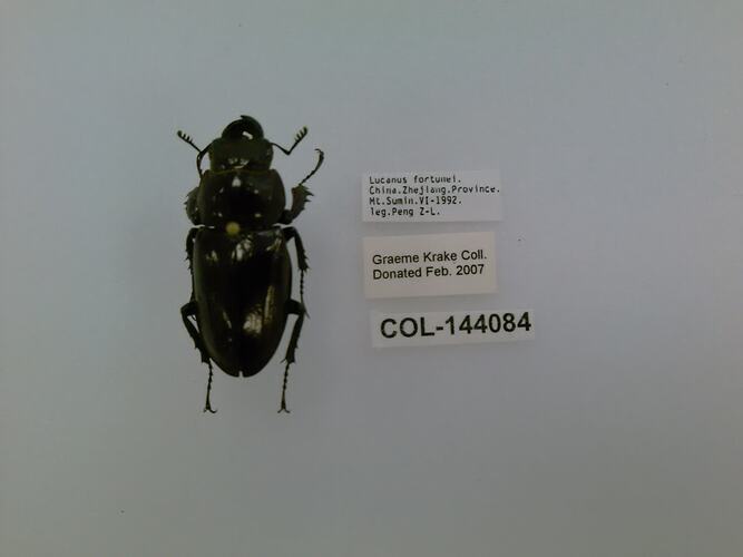 Shiny black beetle specimen with large mandibles, pinned next to text labels.