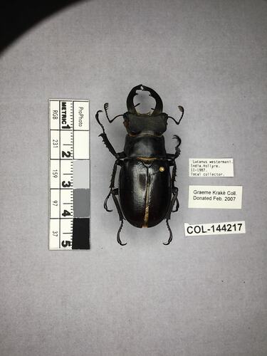 Shiny brown beetle specimen with large mandibles, pinned next to text labels.