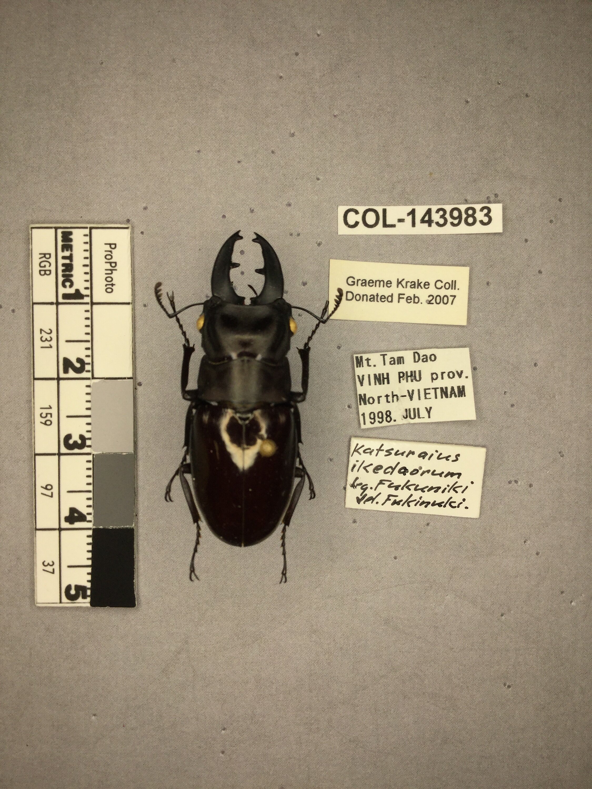 Katsuraius ikedaorum Nagai, 1996