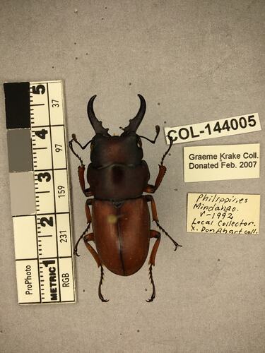 Shiny metallic brown beetle specimen with large mandibles, pinned next to text labels.