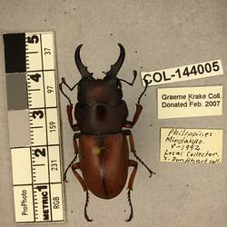 Shiny metallic brown beetle specimen with large mandibles, pinned next to text labels.