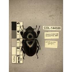 Dorsal view of pinned beetle specimen with labels.