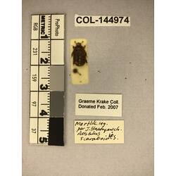 Dorsal view of pinned beetle specimen with labels.