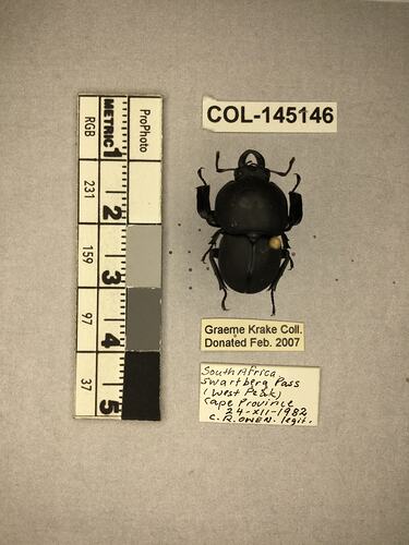 Shiny brown beetle specimen with large mandibles, pinned next to text labels.