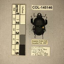 Shiny brown beetle specimen with large mandibles, pinned next to text labels.