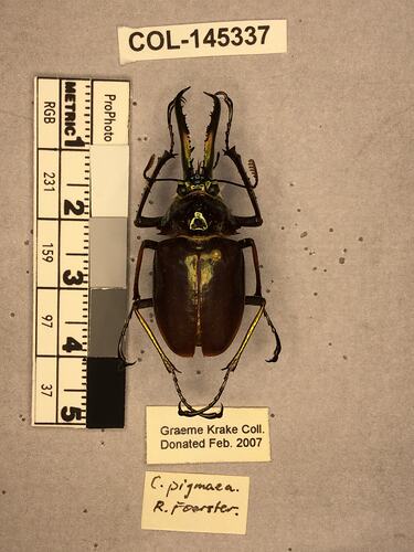 Shiny brown beetle specimen with large mandibles, pinned next to text labels.