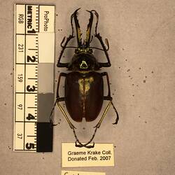 Shiny brown beetle specimen with large mandibles, pinned next to text labels.