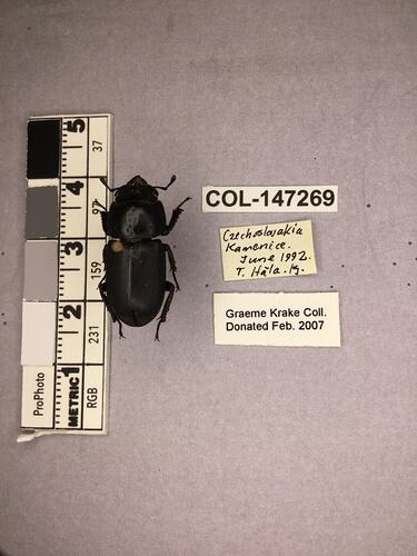 Shiny brown beetle specimen with large mandibles, pinned next to text labels.