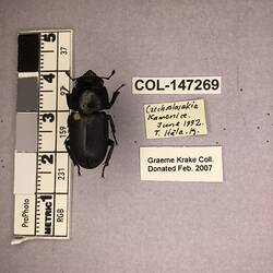 Shiny brown beetle specimen with large mandibles, pinned next to text labels.