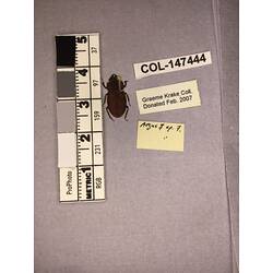 Dorsal view of pinned beetle specimen with labels.