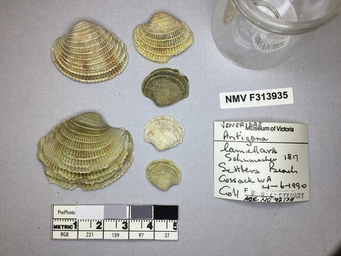 Dry Venus Clam shells beside labels.