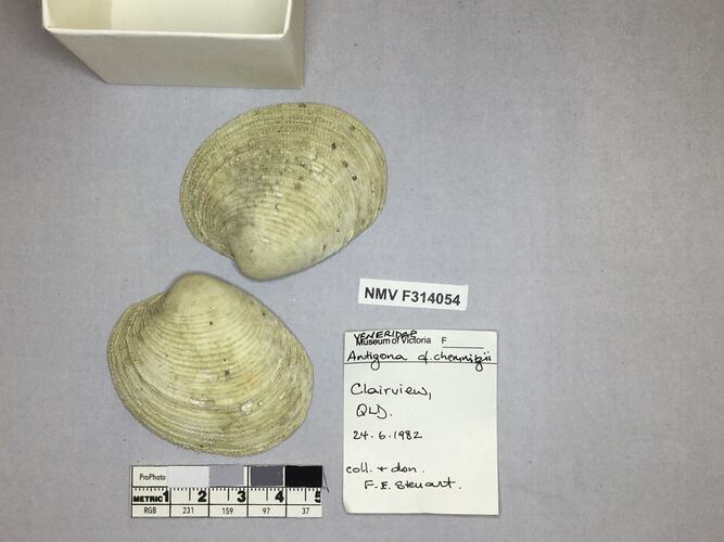 Dry Venus Clam shell beside labels.
