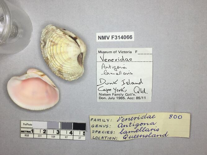 Dry Venus Clam shells beside labels.