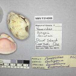 Dry Venus Clam shells beside labels.