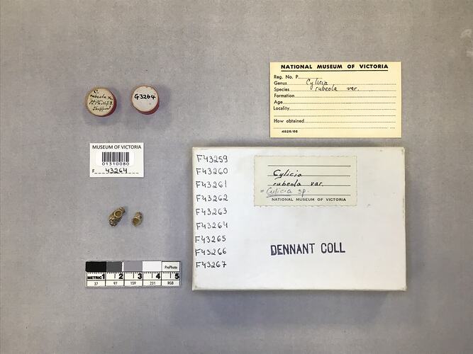 Dry stony coral specimen beside labels.