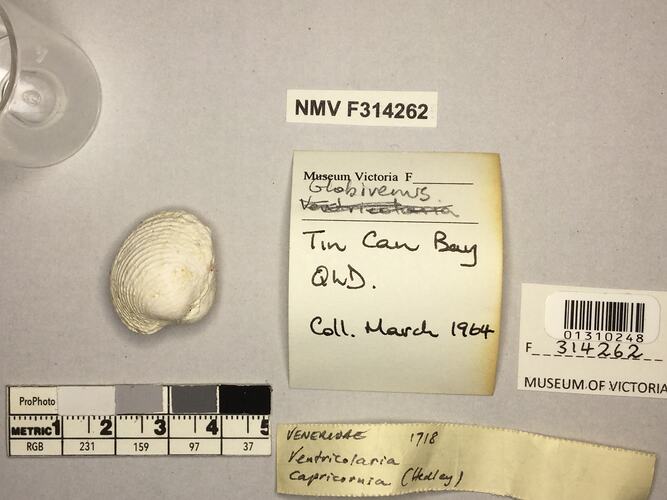 Dry Venus Clam shell beside labels.