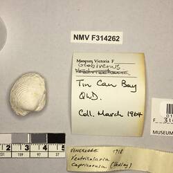 Dry Venus Clam shell beside labels.