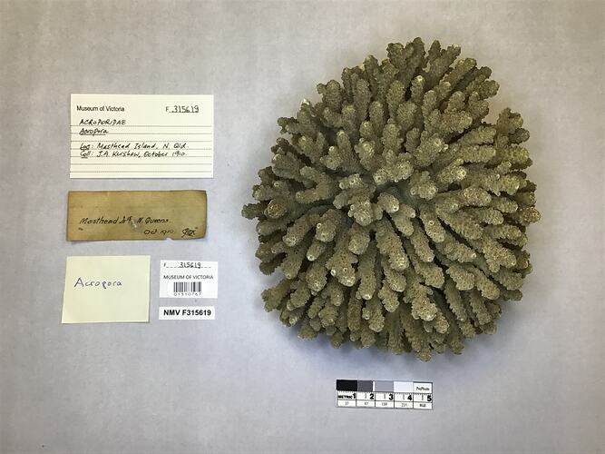 Dry stony coral specimen beside labels.