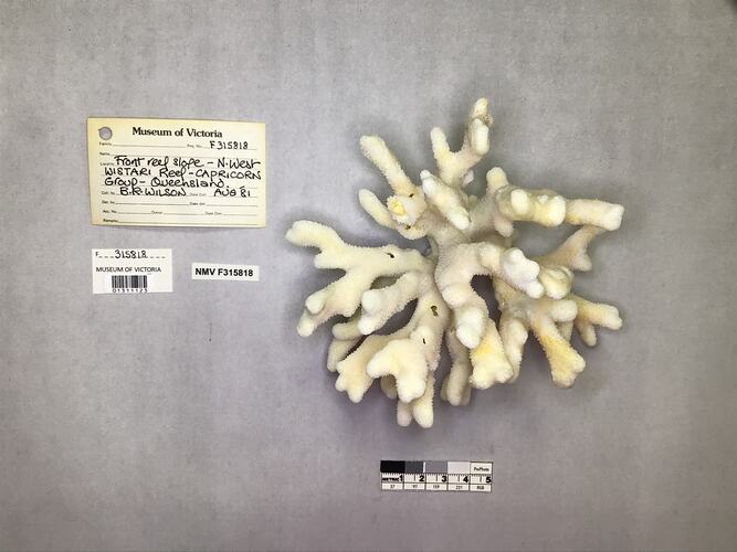 Dry stony coral specimen beside labels.
