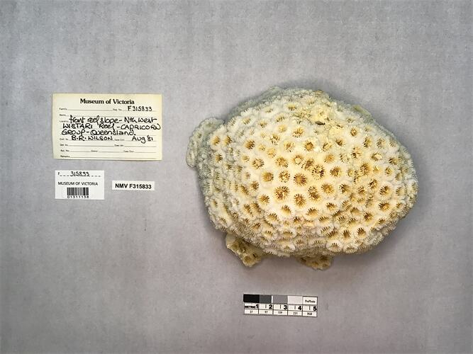 Dry stony coral specimen beside labels.