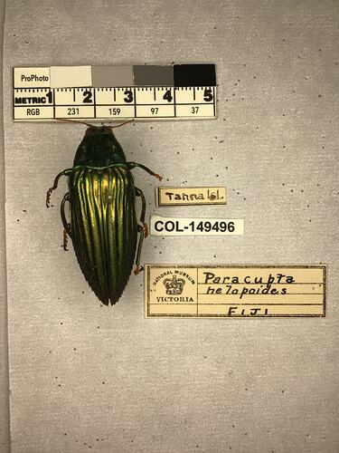 Pinned beetle specimen with labels.