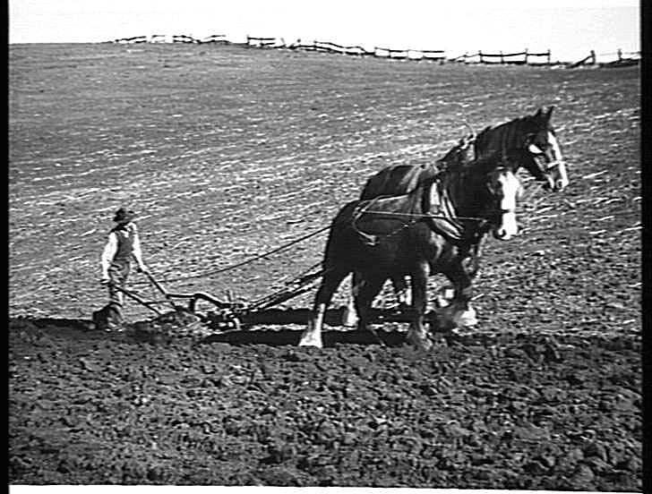 Photograph H.V. McKay Massey Harris, Farm Equipment Manufacture