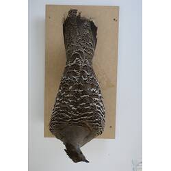<em>Leipoa ocellata</em>, Malleefowl. [B 21692]