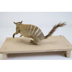 <em>Myrmecobius fasciatus</em>, Numbat. [C 30519]