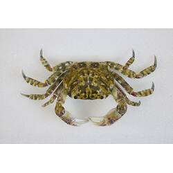 <em>Leptograpsodes octodentatus</em>, Burrowing Shore Crab. [J 24166]