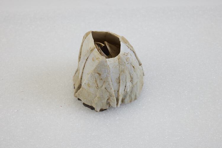 <em>Austromegabalanus nigrescens</em>, Giant Black Barnacle. [J 42413]