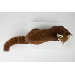 <em>Ailurus fulgens</em>, Himalayan Red Panda. [C 2568]