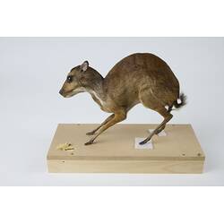 <em>Tragulus napu</em>, Greater Mouse-deer. [C 30638]