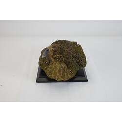 <em>Strigops habroptilus</em>, Kakapo. [19425]