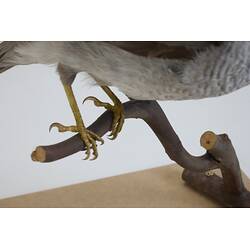 <em>Manorina melanocephala lepidota</em>, Noisy Miner. [B 7277]
