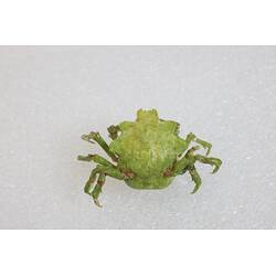 <em>Huenia australis</em>, crab. [J 23087]