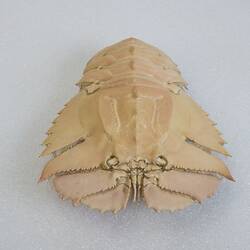 <em>Ibacus peronii</em>, Balmain Bug. [J 44696.8]