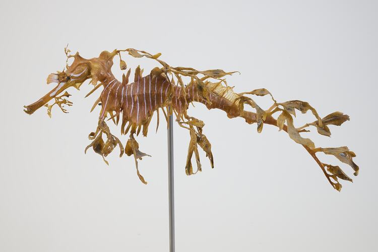 <em>Phycodurus eques</em>, Leafy Seadragon. [A 19372]