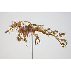 <em>Phycodurus eques</em>, Leafy Seadragon. [A 19372]