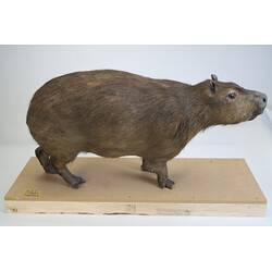 <em>Hydrochoeris hydrochaeris</em>, Greater Capybara. [C 30646]