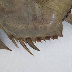 Family Limulidae, Horseshoe Crab. [J 76053]