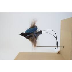 <em>Paradisaea rudolphi rudolphi</em>, Blue Bird-of-Paradise. [58432]