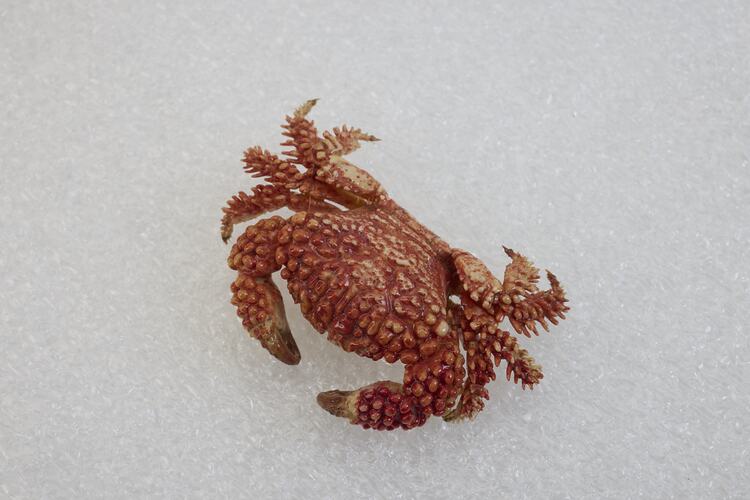 <em>Actaea peronii</em>, Thorn-legged Crab. [J 27186]