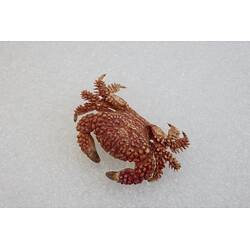 <em>Actaea peronii</em>, Thorn-legged Crab. [J 27186]
