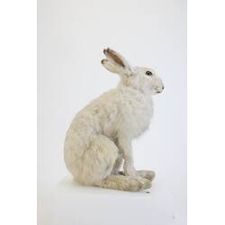 <em>Lepus timidus</em>, Mountain Hare. [C 29919]