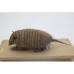 <em>Chaetophractus vellerosus</em>, Screaming Hairy Armadillo. [C 30363]