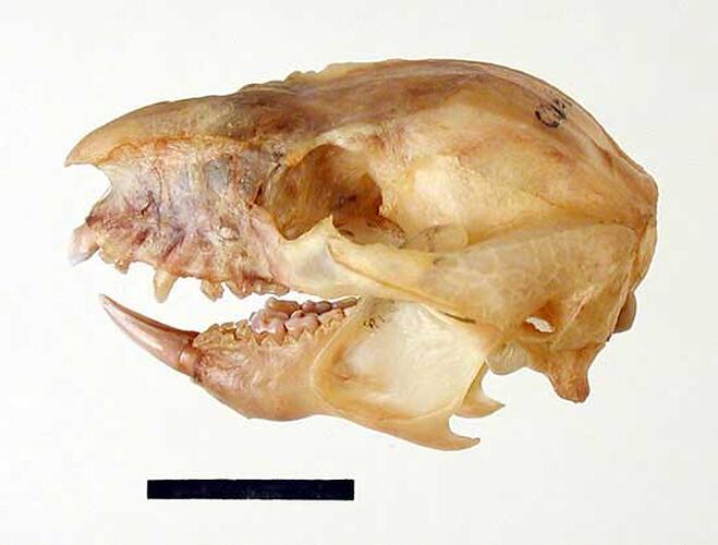 Lateral view of possum skull.